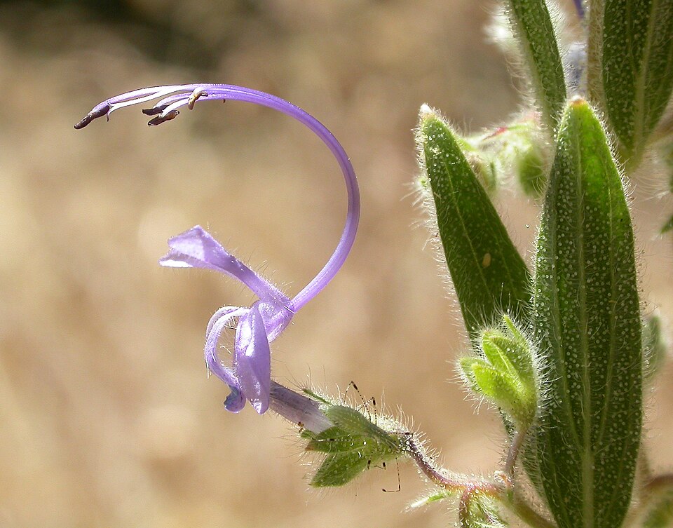 Trichostema lanceolatum (Vinegar Weed) (alternate view 7)