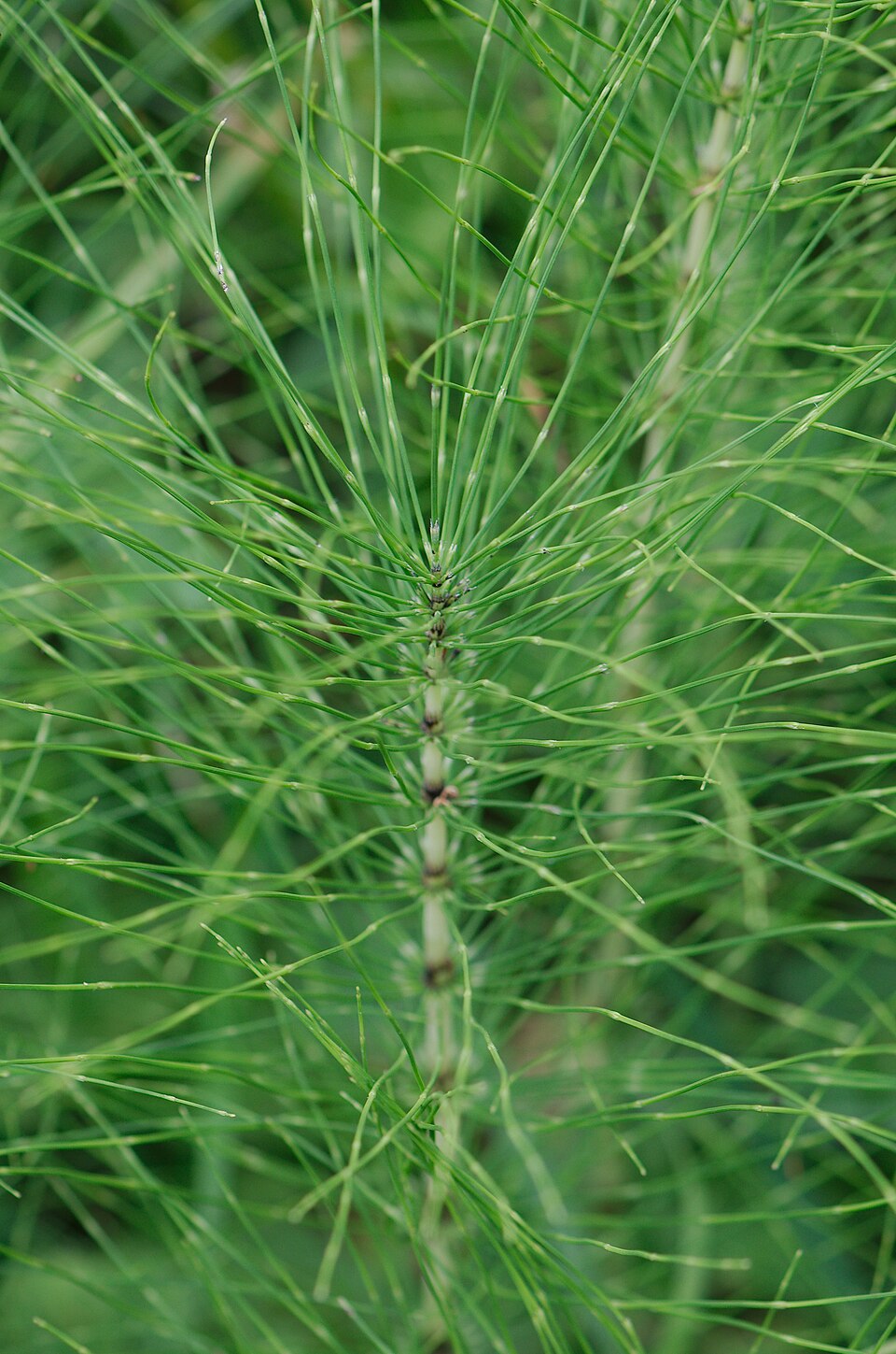 Equisetum telmateia (great horsetail)