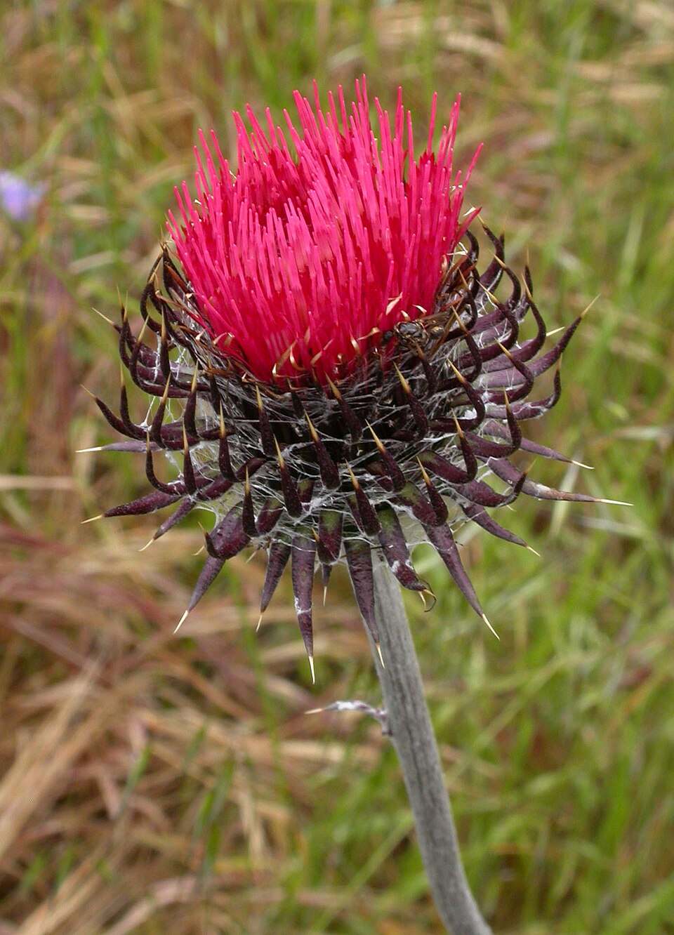 Cirsium occidentale (Cobwebby Thistle) (alternate view 10)