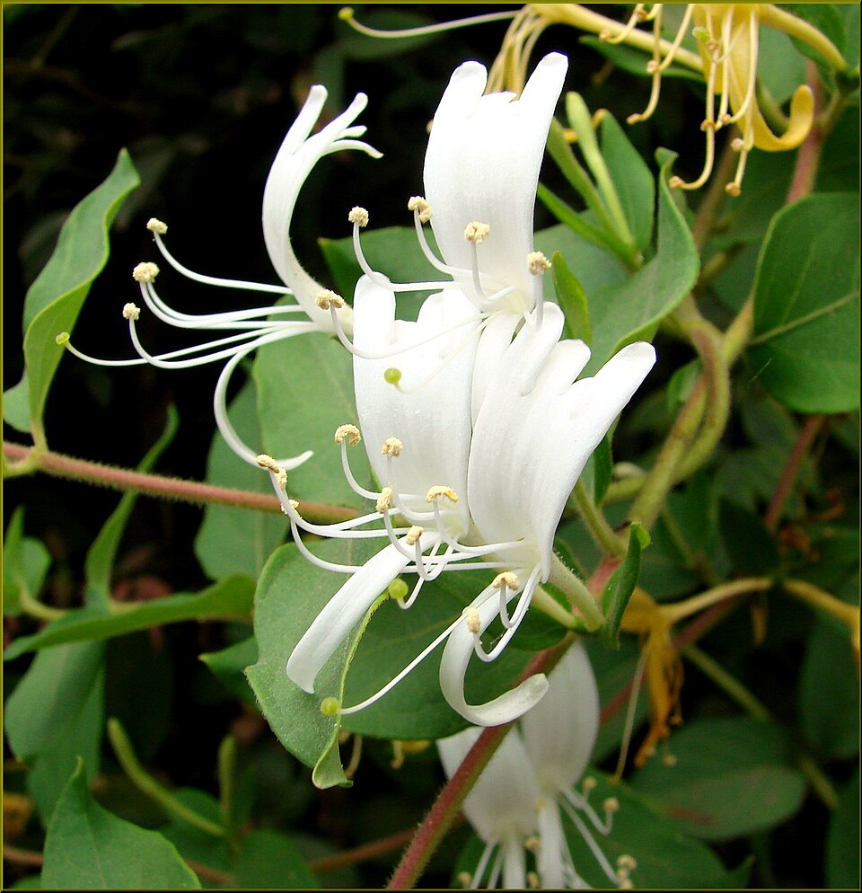 Lonicera (honeysuckles) (alternate view 4)