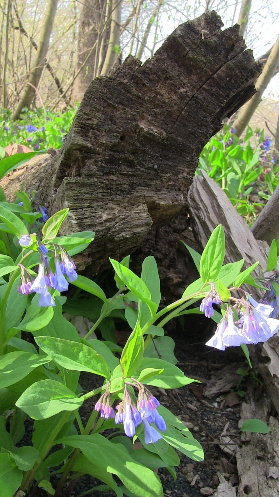 Mertensia virginica (Virginia Bluebells) (alternate view 8)