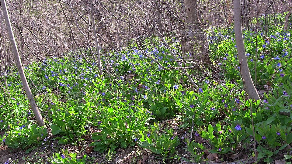 Mertensia virginica (Virginia Bluebells) (alternate view 9)