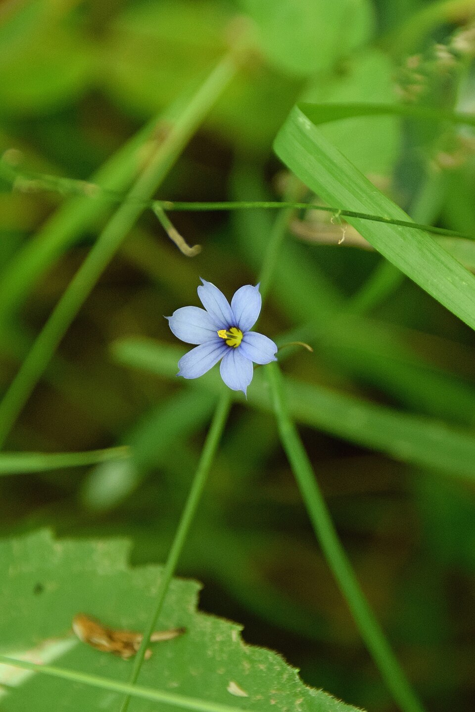Sisyrinchium (blue-eyed grasses) (alternate view 2)