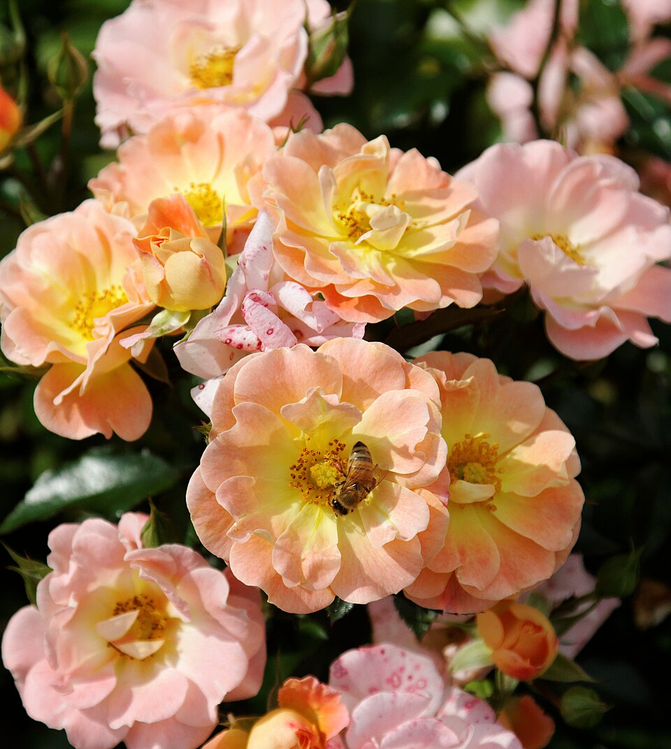 Rosa 'Peach Drift' (Peach Drift Rose)