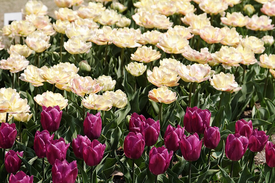 Tulipa 'Purple Prince'