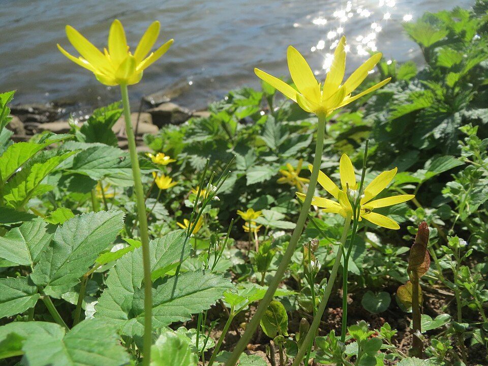 Ficaria verna (lesser celandine)