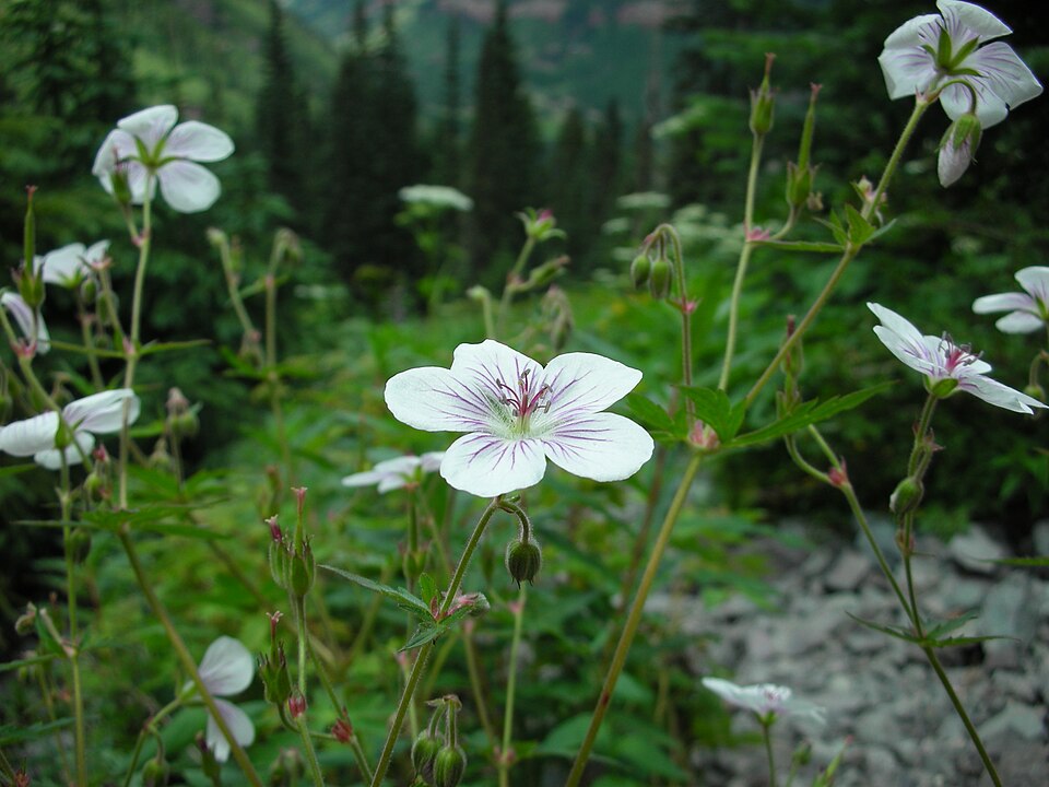 Geranium richardsonii (Richardson's geranium) (alternate view 8)