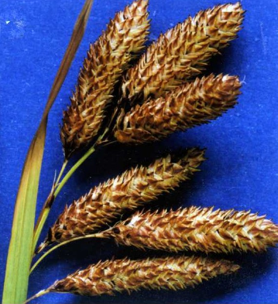 Carex mertensii (Merten's Sedge) (alternate view 6)