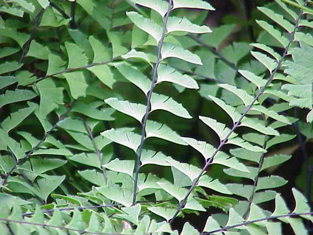 Adiantum pedatum (Northern Maidenhair Fern) (alternate view 6)