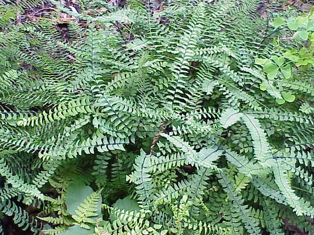 Adiantum pedatum (Northern Maidenhair Fern) (alternate view 7)