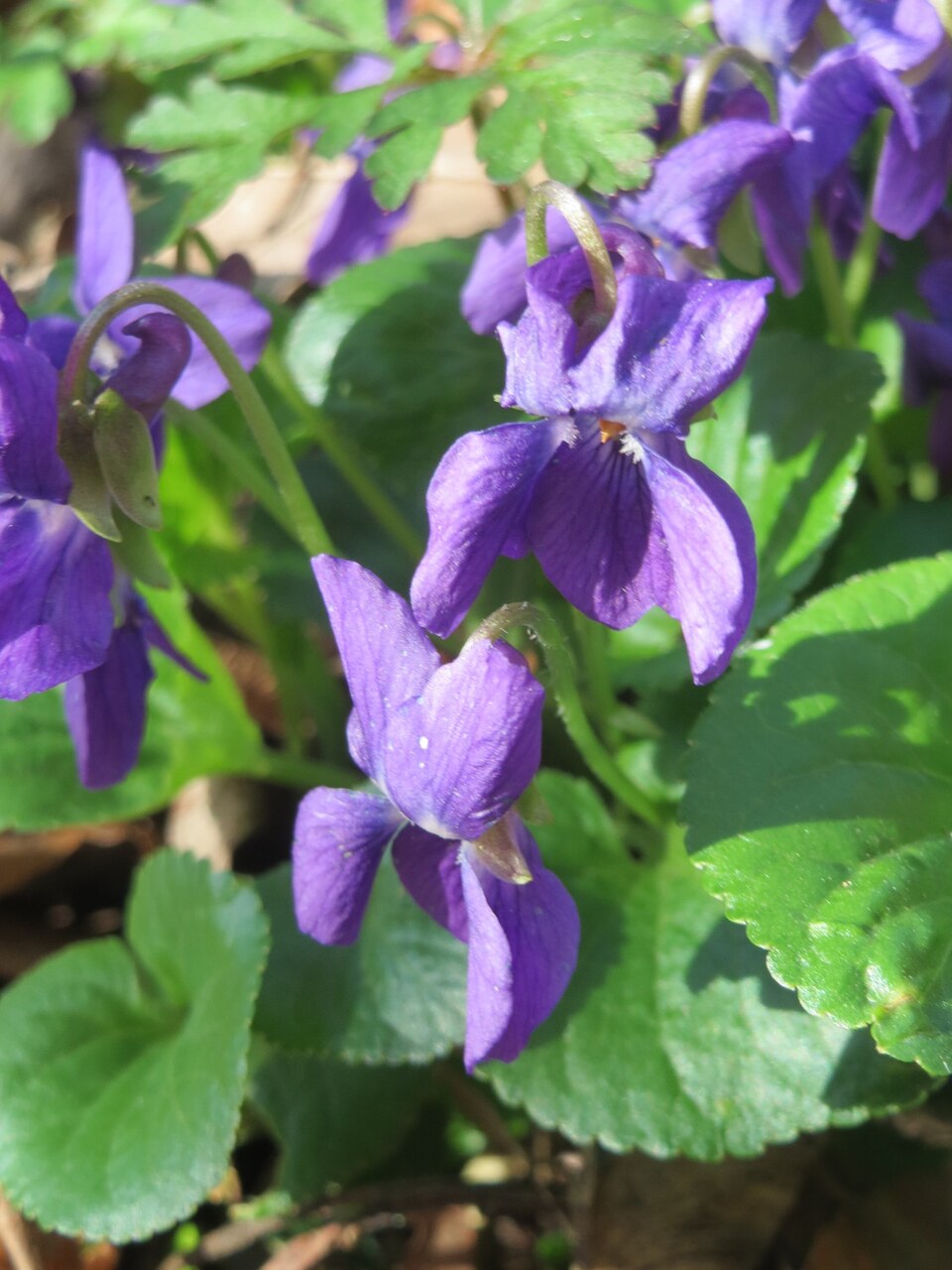 Viola odorata (Sweet violet)