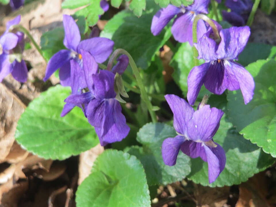 Viola odorata (Sweet violet)