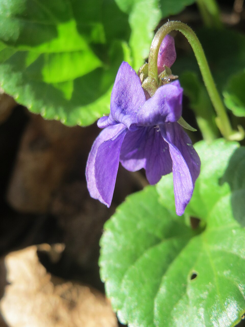 Viola odorata (Sweet violet)