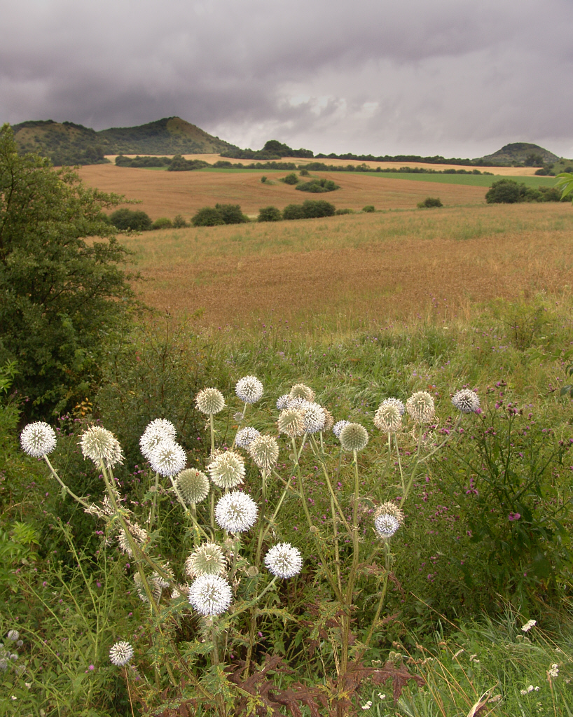 Echinops sphaerocephalus (Great Globe Thistle) (alternate view 7)