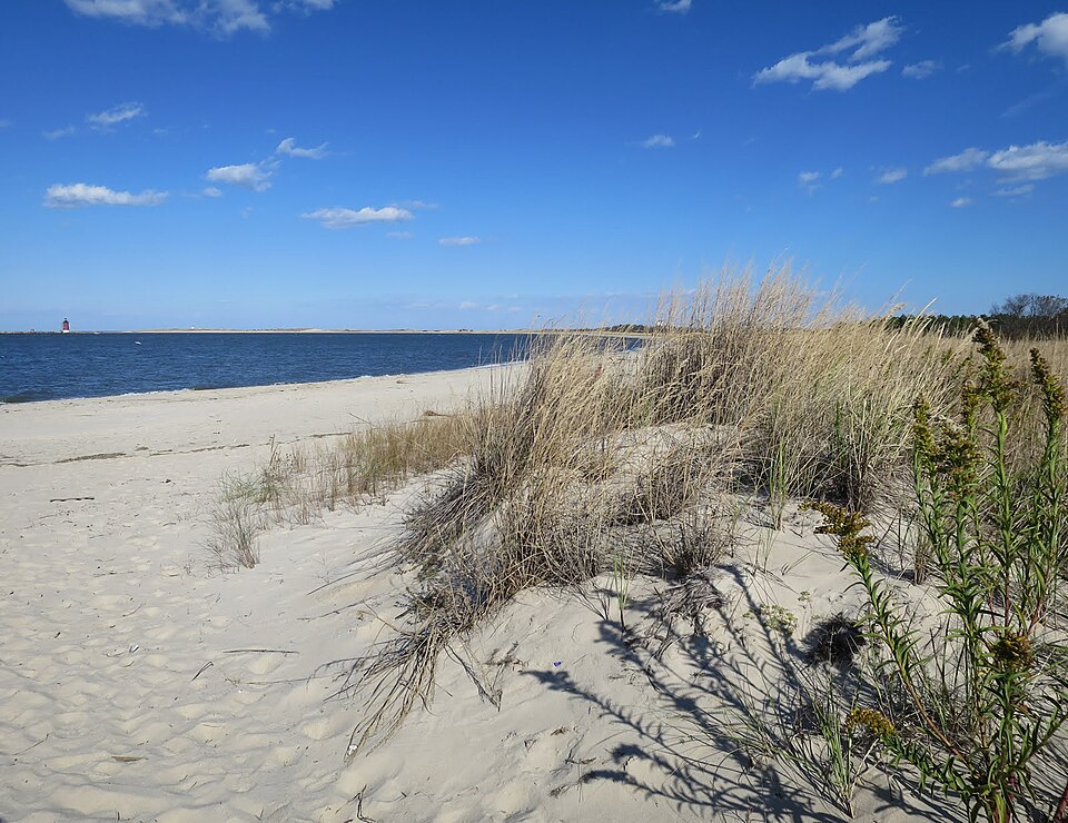 Solidago sempervirens (northern seaside goldenrod) (alternate view 5)