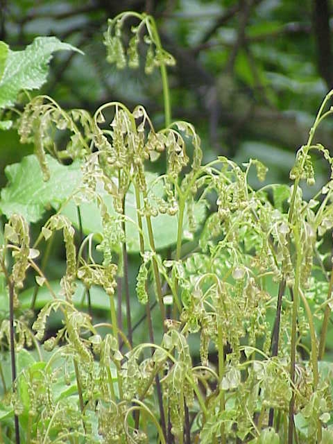 Adiantum pedatum (Northern Maidenhair Fern) (alternate view 8)