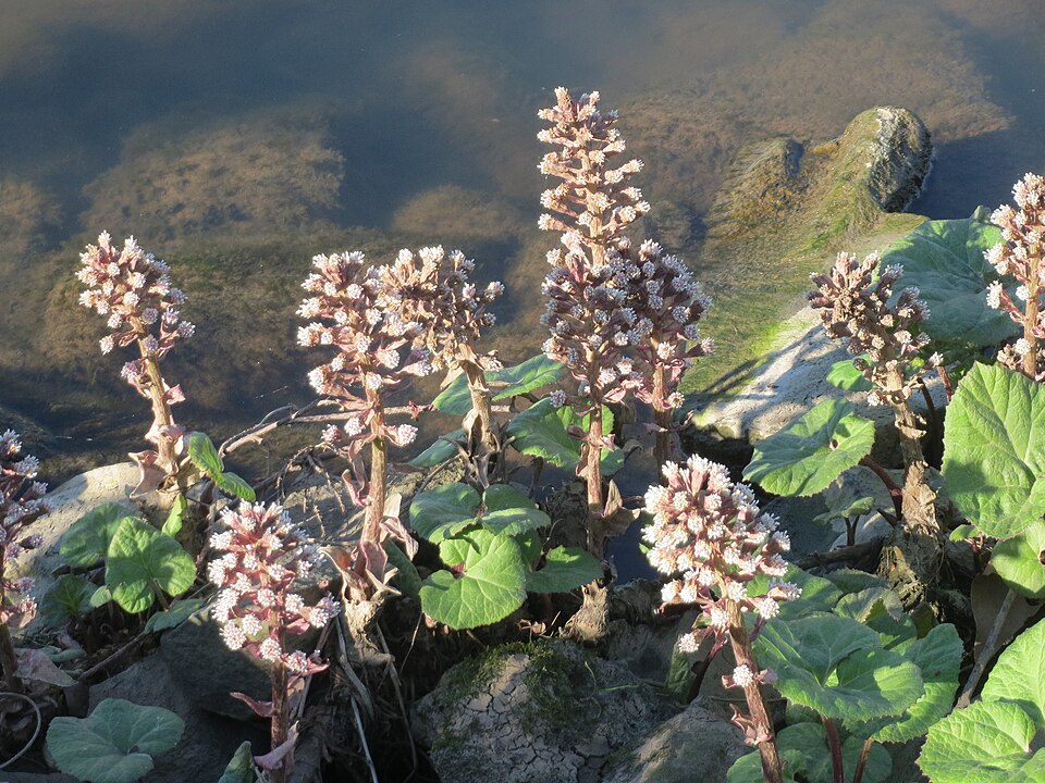 Petasites hybridus (Common Butterbur)