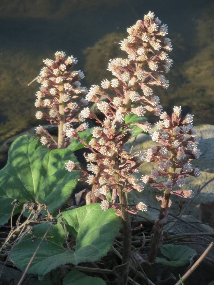 Petasites hybridus (Common Butterbur)