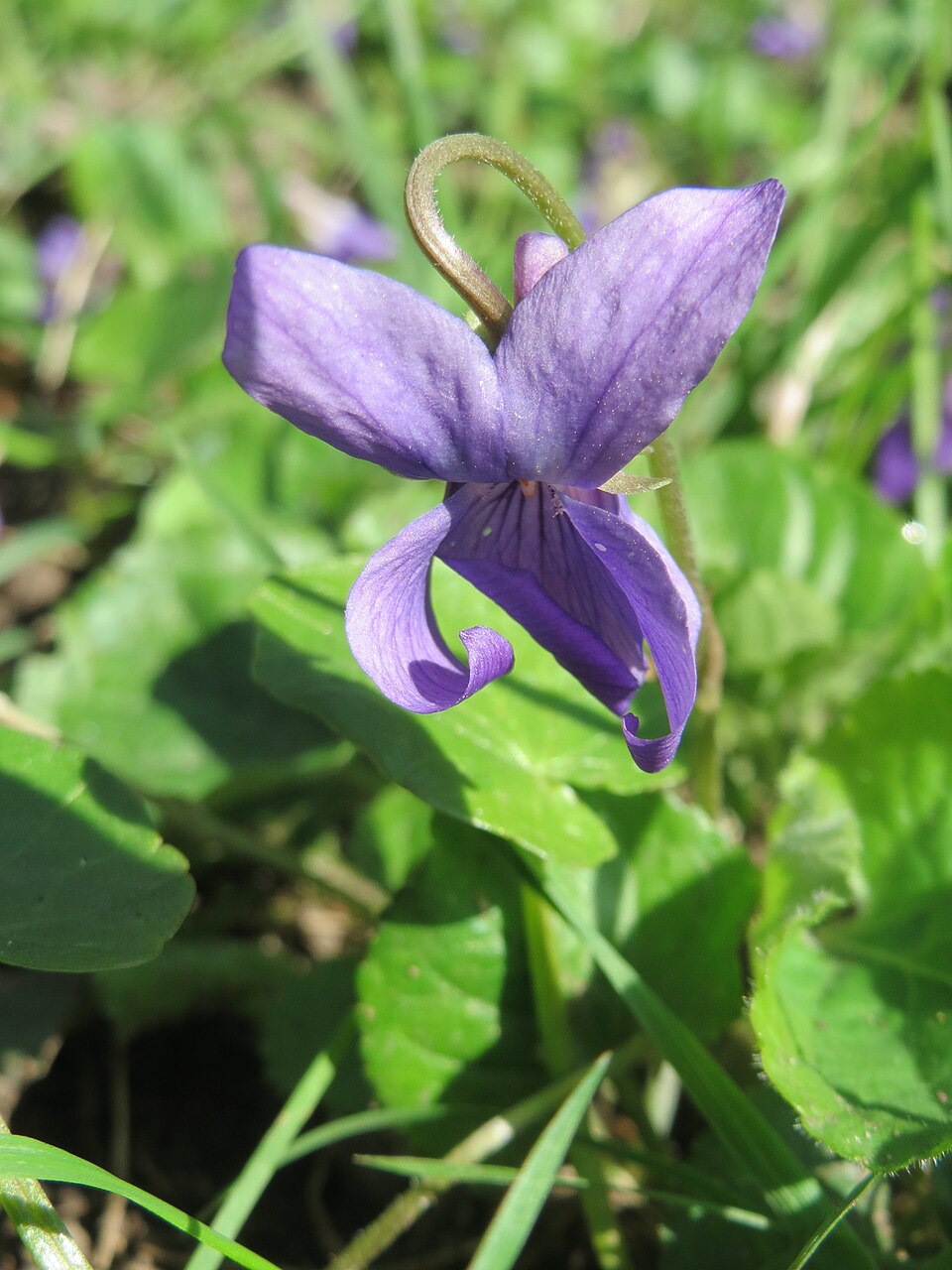 Viola odorata (Sweet violet)
