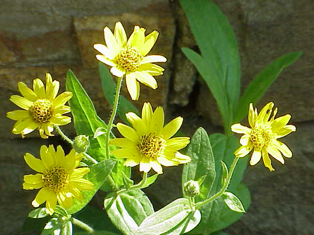 Arnica chamissonis (Meadow Arnica) (alternate view 11)