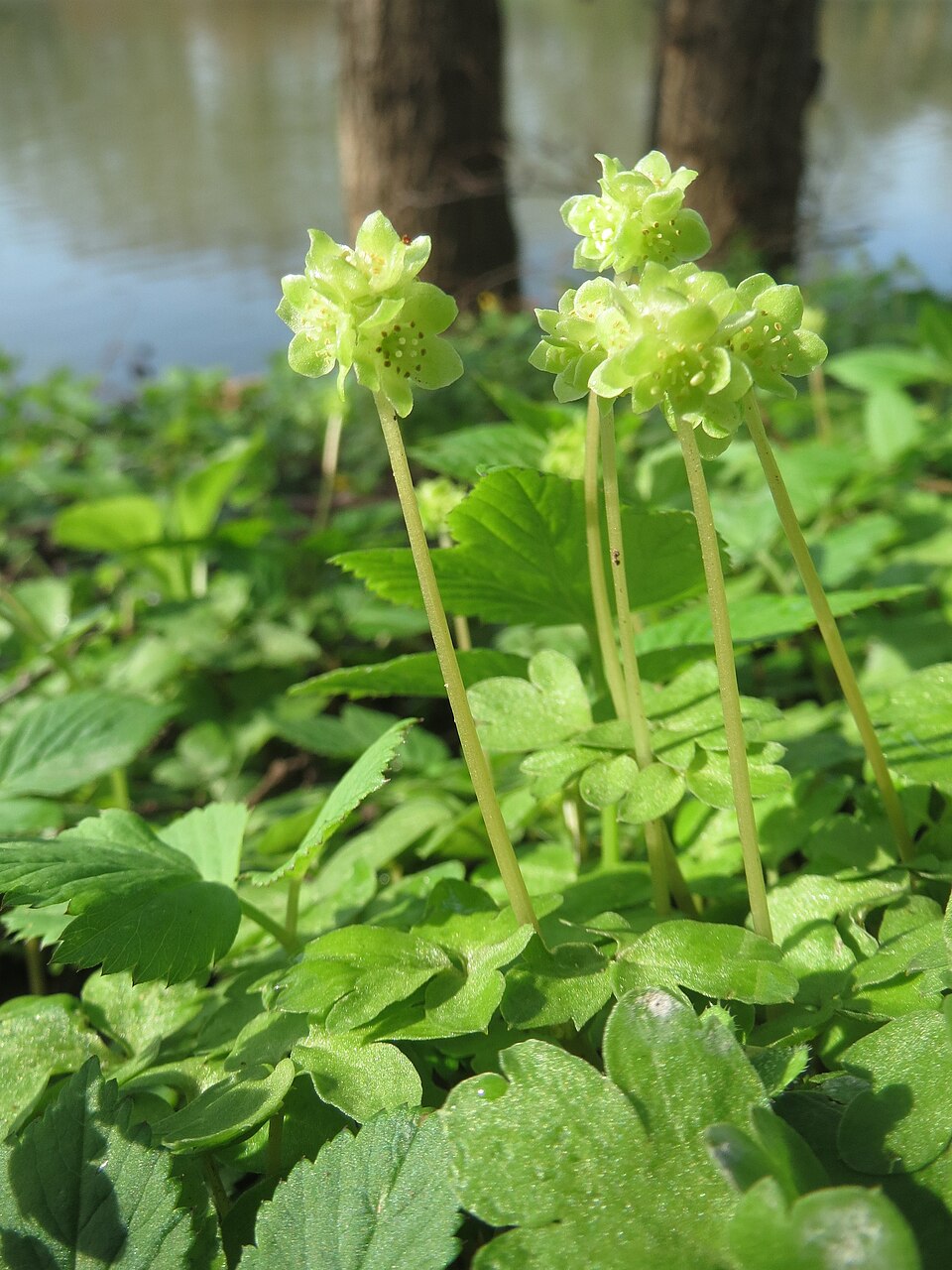 Adoxa moschatellina (Moschatel)