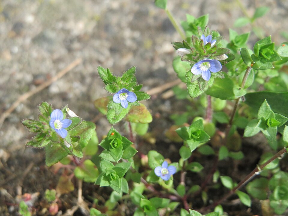 Veronica arvensis (corn speedwell)