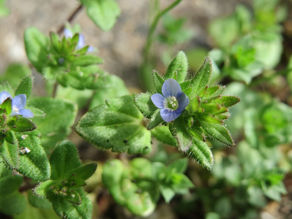 Veronica arvensis (corn speedwell)