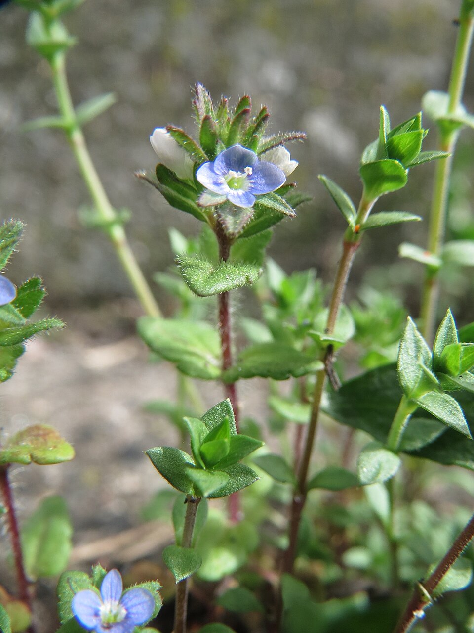 Veronica arvensis (corn speedwell)