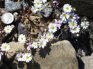 Monoptilon bellioides (Mojave desertstar) (alternate view 6)