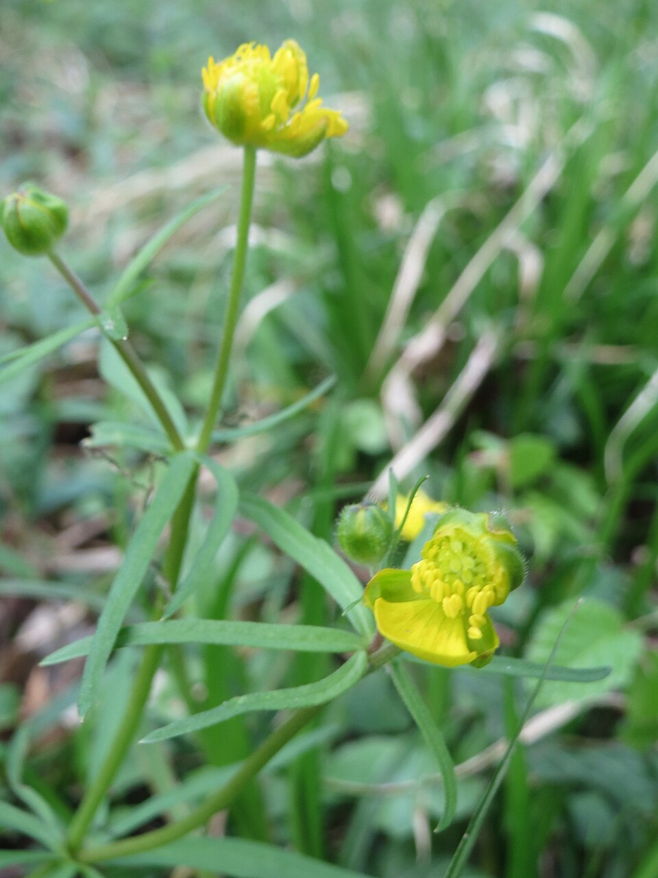 Ranunculus auricomus (Goldilocks Buttercup)