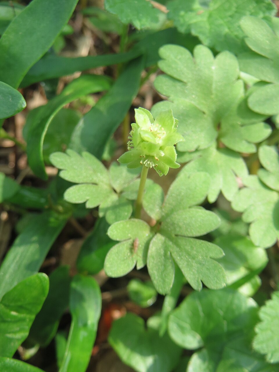 Adoxa moschatellina (Moschatel)