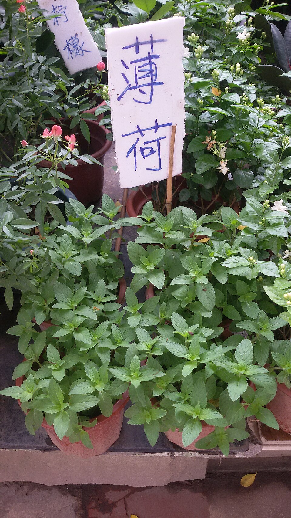 Mentha canadensis (Wild Mint) (alternate view 6)