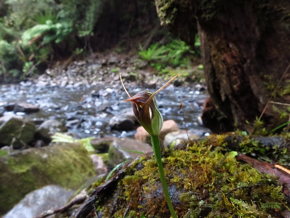 Pterostylis pedunculata (maroonhood)