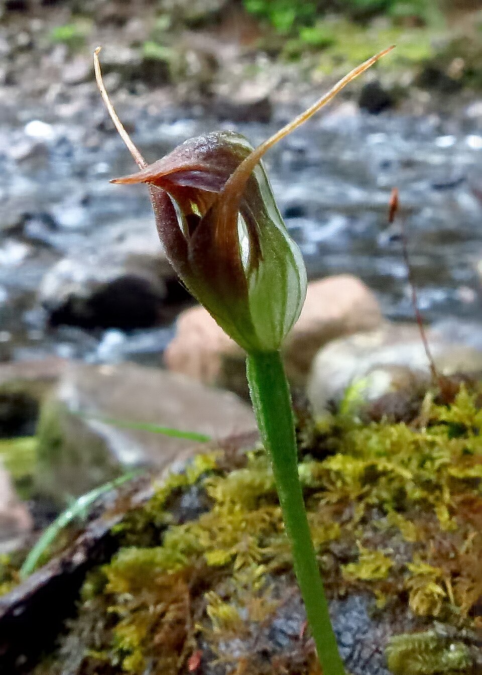 Pterostylis pedunculata (maroonhood) (alternate view 2)