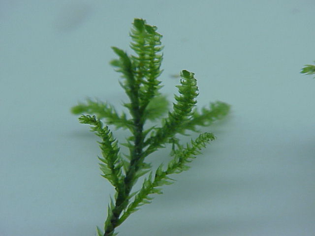 Thamnobryum alopecurum (Fox-tail Feather-moss)