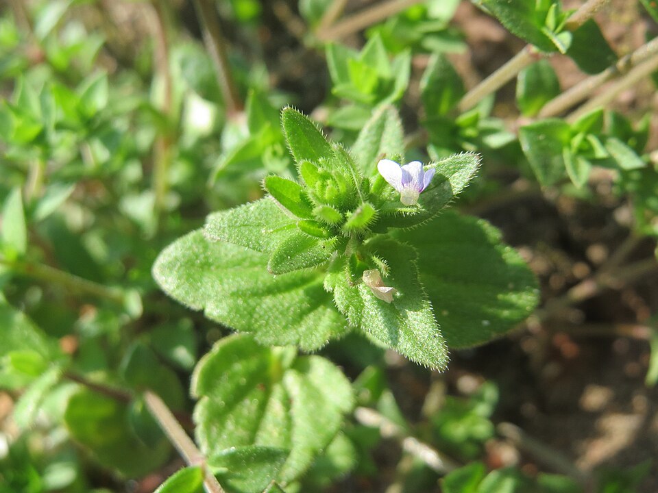 Veronica arvensis (corn speedwell)