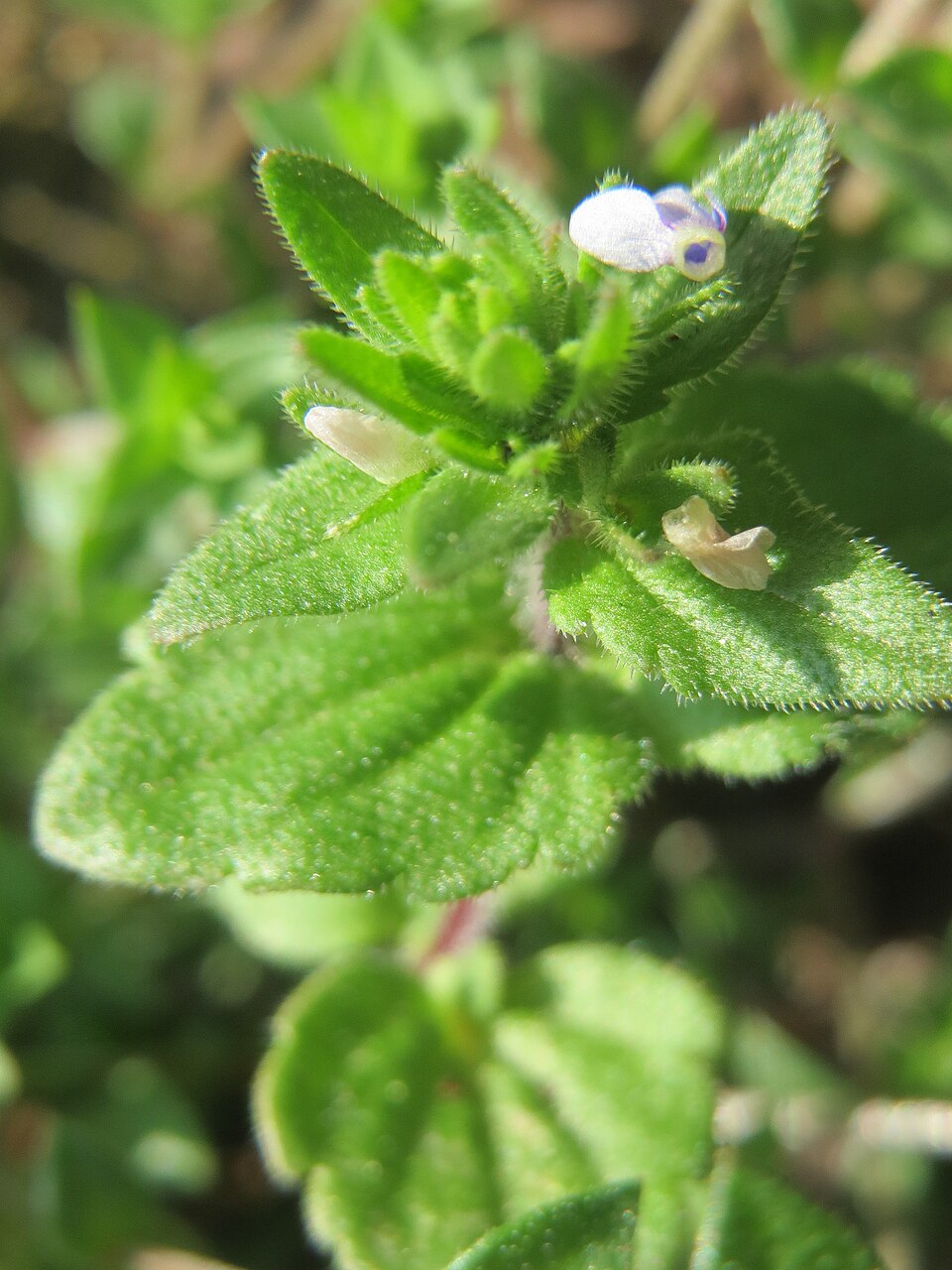 Veronica arvensis (corn speedwell)