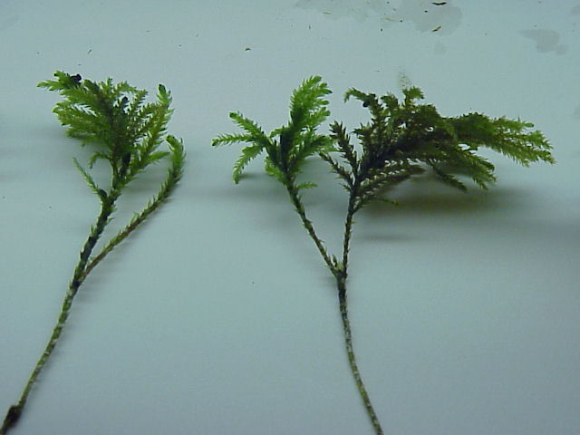 Thamnobryum alopecurum (Fox-tail Feather-moss)