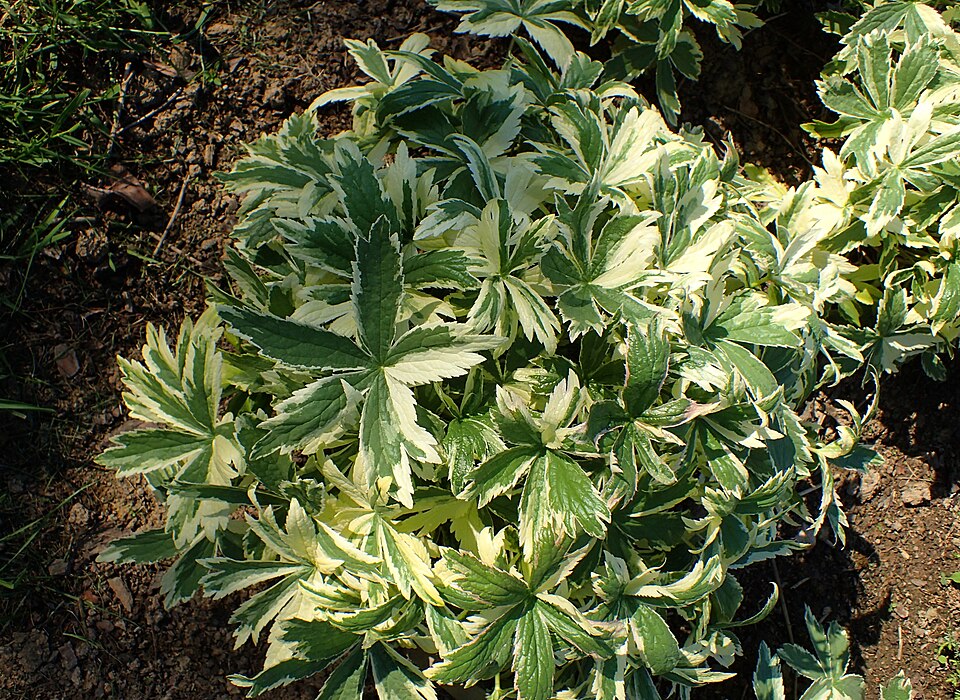 Astrantia major 'Sunningdale Variegated' (Sunningdale Variegated Masterwort)