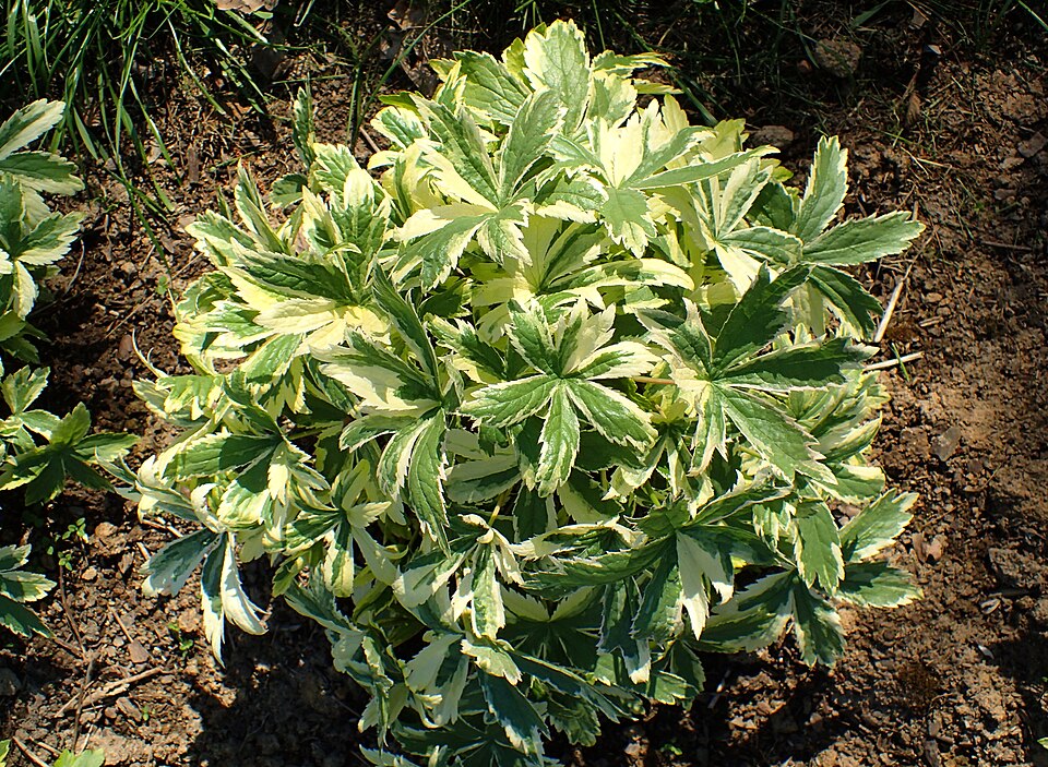 Astrantia major 'Sunningdale Variegated' (Sunningdale Variegated Masterwort) (alternate view 2)