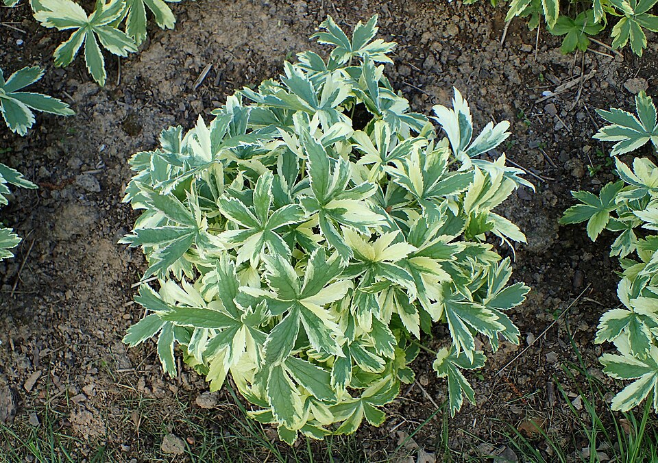 Astrantia major 'Sunningdale Variegated' (Sunningdale Variegated Masterwort) (alternate view 3)