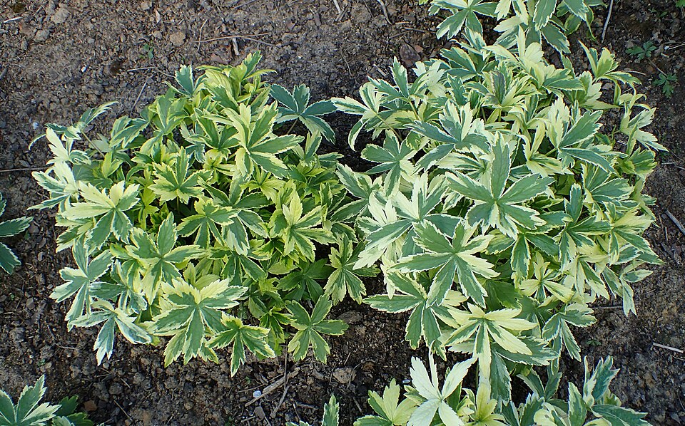 Astrantia major 'Sunningdale Variegated' (Sunningdale Variegated Masterwort) (alternate view 4)