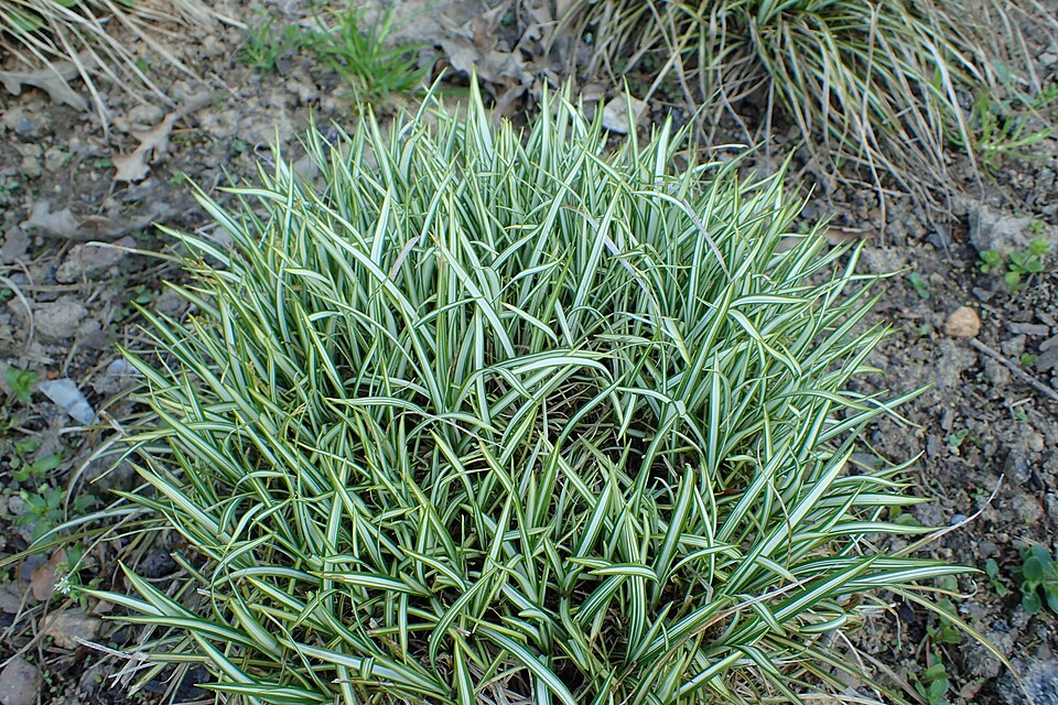 Carex ornithopoda 'Variegata' (Variegated Bird's Foot Sedge) (alternate view 3)