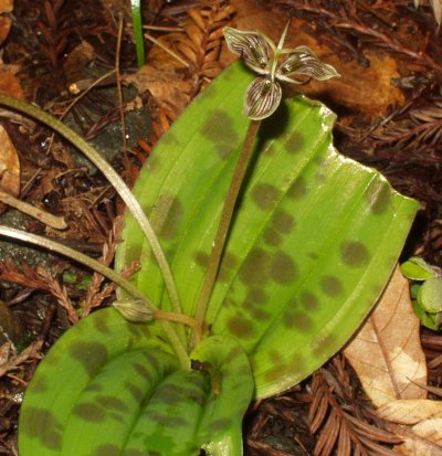 Scoliopus bigelovii (California fetid adderstongue) (alternate view 6)