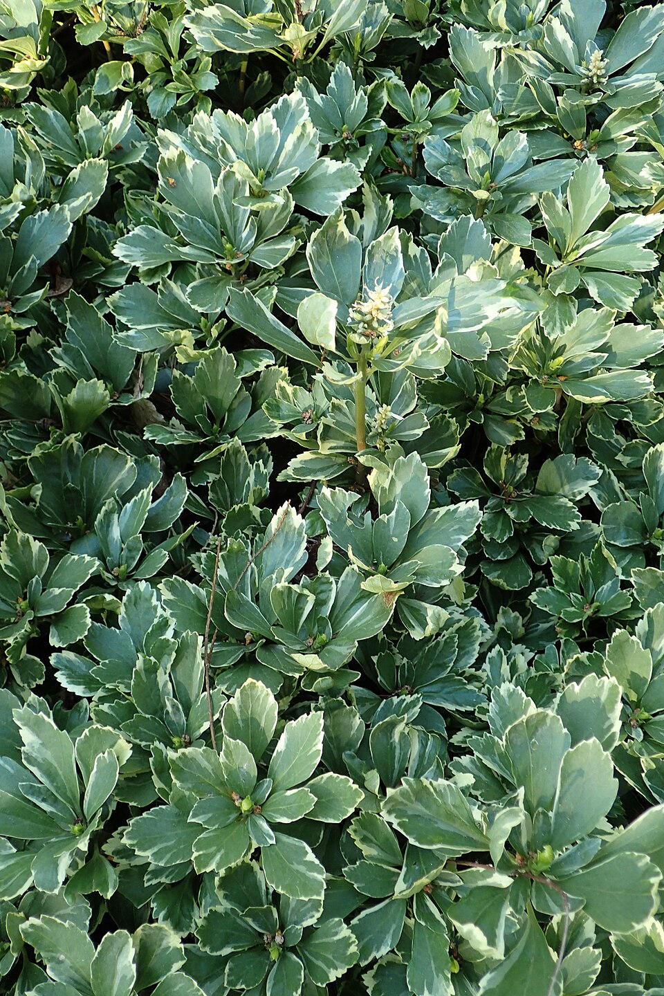 Pachysandra terminalis 'Variegata' (Variegated Japanese spurge) (alternate view 3)