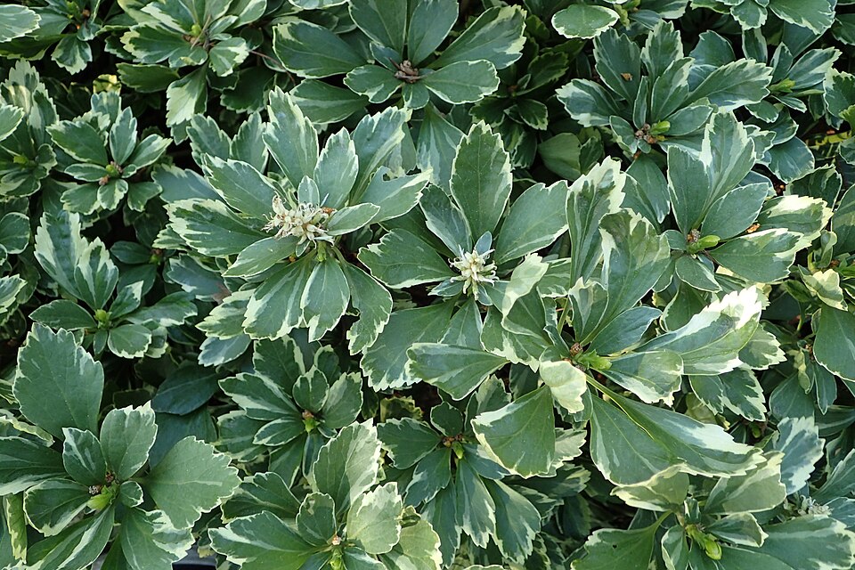 Pachysandra terminalis 'Variegata' (Variegated Japanese spurge) (alternate view 4)