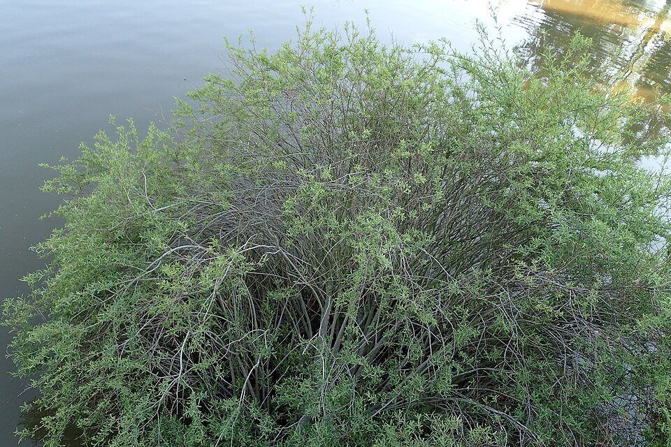Salix purpurea 'Nana' (dwarf Alaskan purple willow) (alternate view 5)