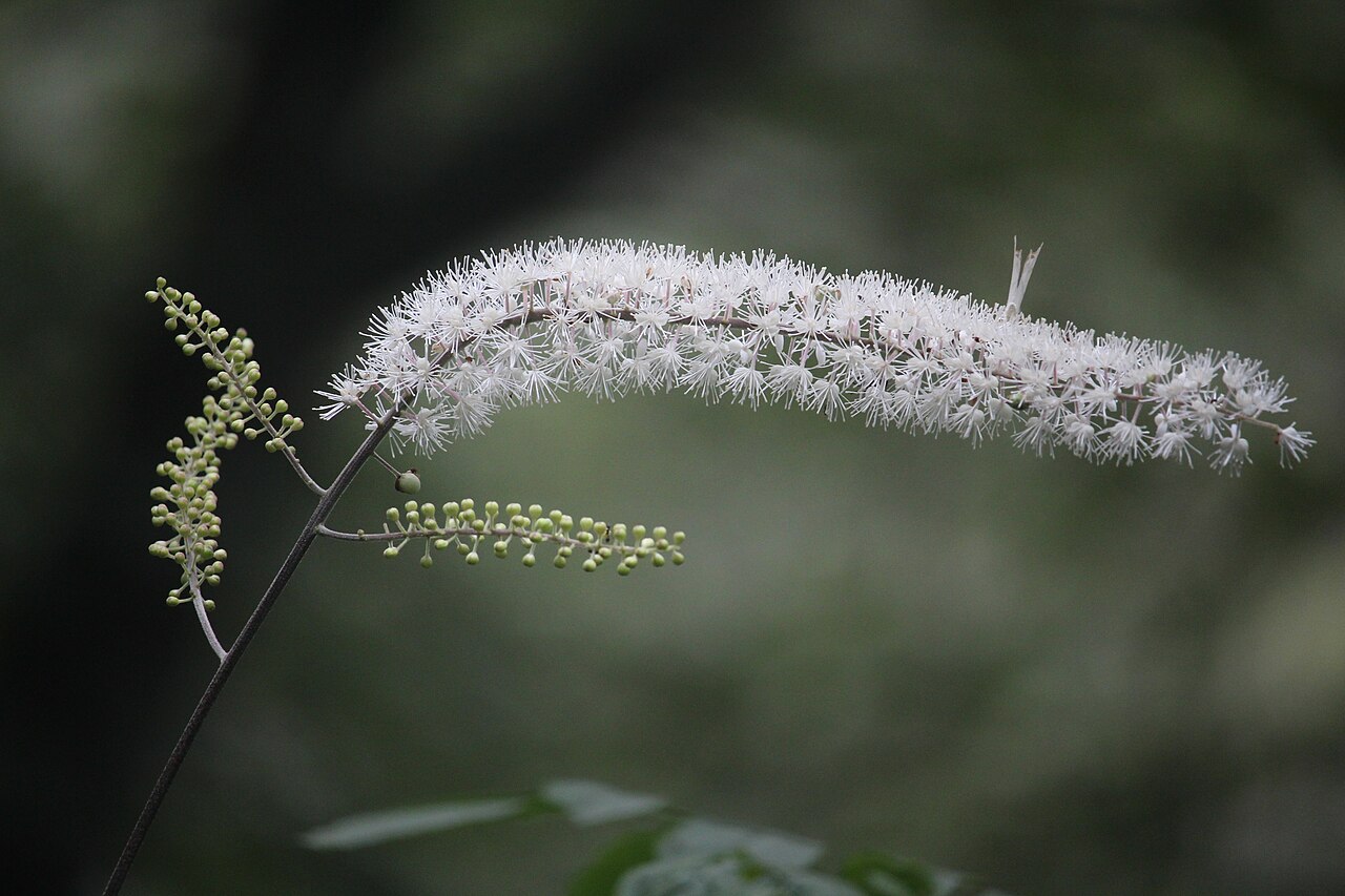 Actaea simplex, Bugbane — clumping deciduous (Ranunculaceae) (image 9 of 10)