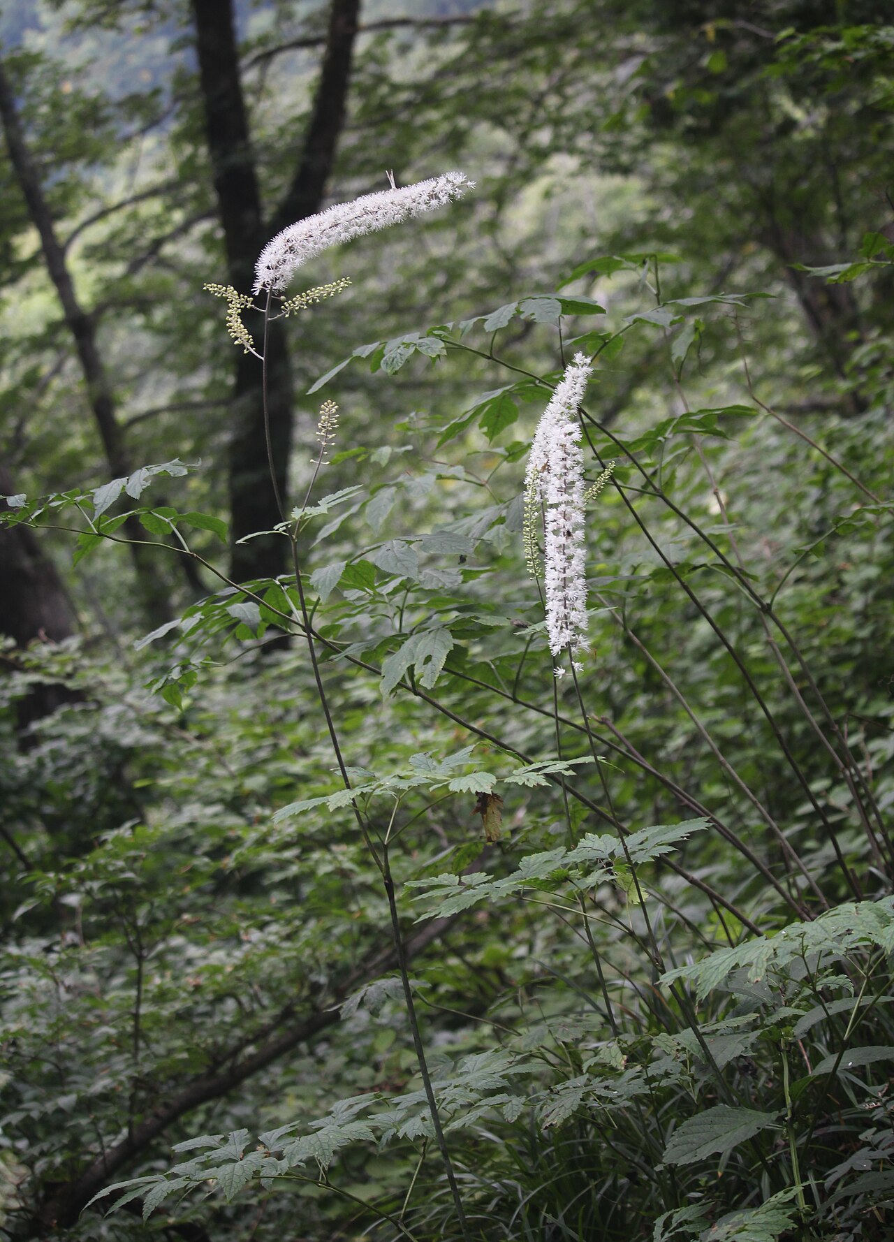 Actaea simplex, Bugbane — clumping deciduous (Ranunculaceae) (image 10 of 10)