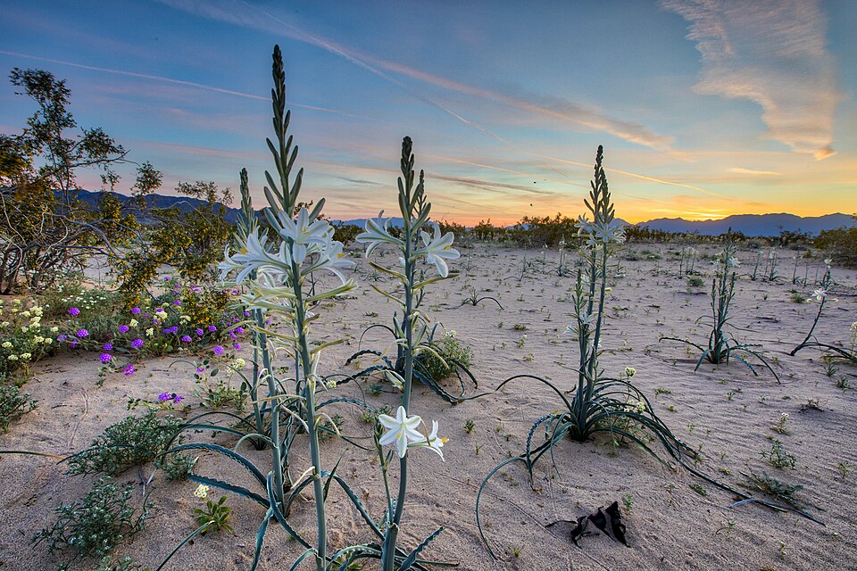 Hesperocallis undulata (desert lily) (alternate view 5)
